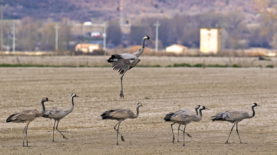 La magica danza di 9 gru nel Fucino