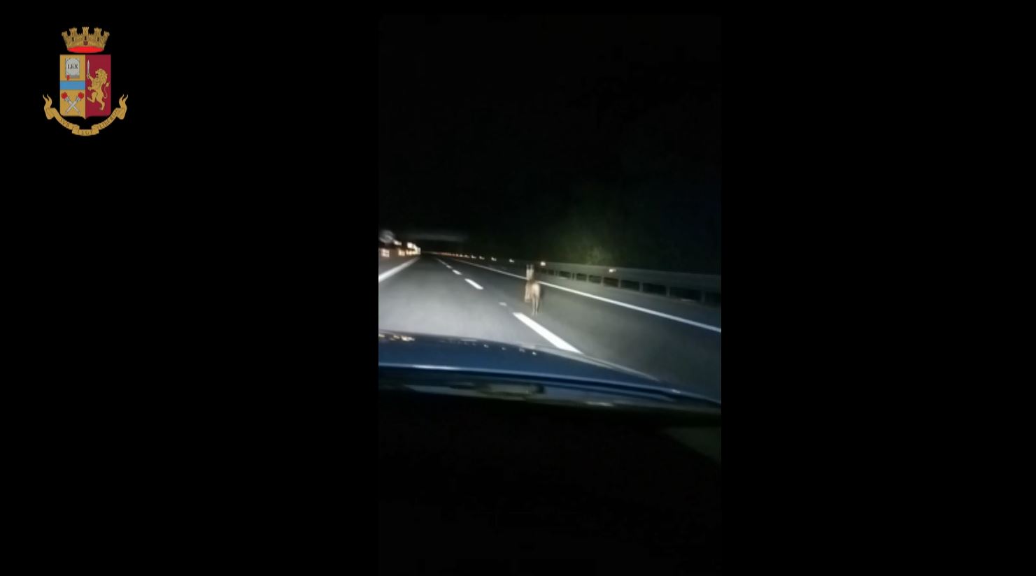 Un capriolo in autostrada, interviene PolStrada