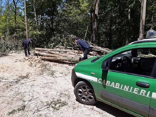 PNALM, taglio boschivo abusivo: denunciato responsabile