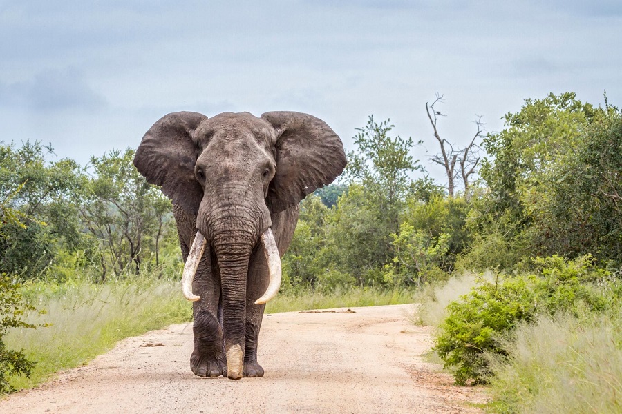 Elefantessa morta, WWF: "Storia agghiacciante"