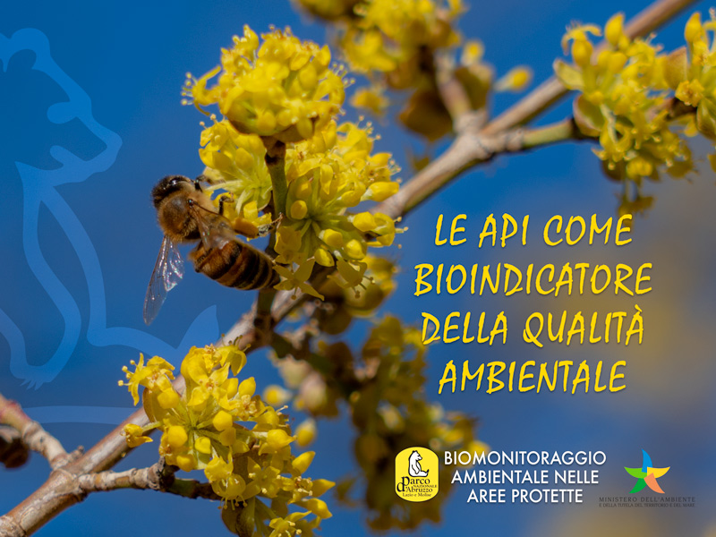 Biomonitoraggio ambientale nelle aree protette