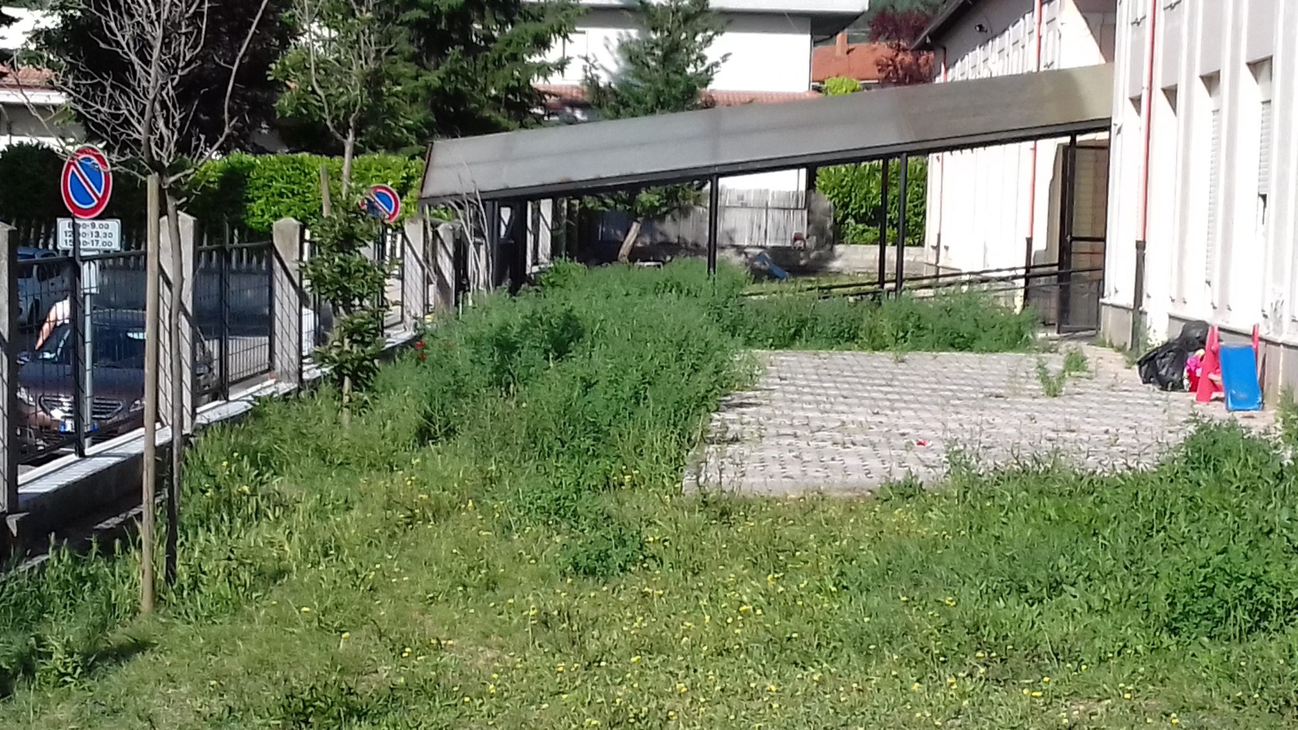 erbacce alte all'asilo