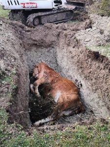 Smaltimento illecito di letame e carcasse di animali