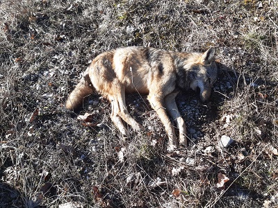 A Lecce rinvenuta carcassa di un giovane lupo