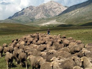 Pastorizia abruzzese, Coldiretti: «Una legge giusta, nessun affronto»