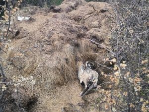 Smaltimento illecito di letame e carcasse di animali